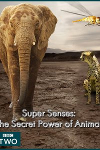 Постер к BBC. Уникальные способности животных / Super Senses: The Secret Power of Animals (2014)